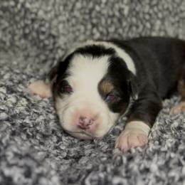 Magnus - Black tri male Miniature Australian Shepherd puppy in Michie, Tennessee from Acton Aussies