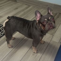 Stormy - French Bulldog