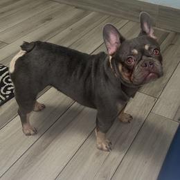 Stormy - French Bulldog