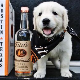 Golden Retriever Puppies from Golden Dust Retrievers