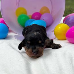 Kris - Dapple female Dachshund puppy in Athens, Alabama from Weidenthal Dachshunds