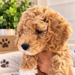 Honey - Red  female Goldendoodle puppy in Naples, Florida from Goldendoodles Of Naples,INC