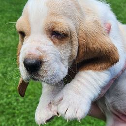 Charlotte - Lemon and white Basset Hound puppy in Chesapeake, Virginia from Yankee Bassets