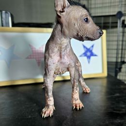 Girl 2 - Black female Xoloitzcuintli puppy in Myakka, Florida from Experience The Wild