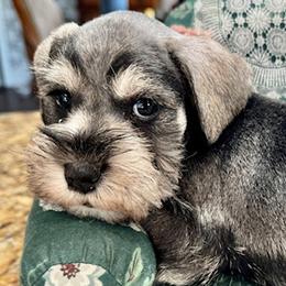 Miniature Schnauzers from Windjammer Miniature Schnauzers
