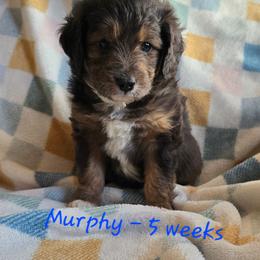 Bolt - Brown merle male Aussiedoodle puppy in Redding, California from House Merrills Minis and Doodles