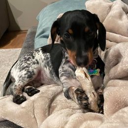 Dachshund Puppies from Sleeping Giant Miniature Dachshunds