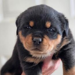 Baby Kors - Black and mahogany female Rottweiler puppy in Salt Lake City, Utah from Snubnose Rottweilers LLC