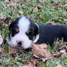 Miniature Australian Shepherds from Michael Fincher’s Miniature Australian Shepherd