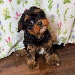 King - Black and tan male Cavapoo puppy in Sulphur Springs, Texas from Wright cavapoos