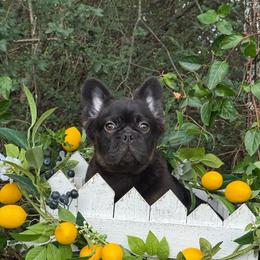 George - Black male French Bulldog puppy in Tulsa, Oklahoma from EvergreenEliteKennel