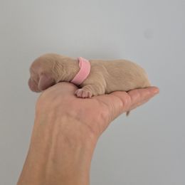 Pink Girl - Cream female Dachshund puppy in Nine Mile Falls, Washington from River Run Doxies