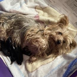 ANGEL BABY OF STEARNS HOLLOW - Yorkshire Terrier