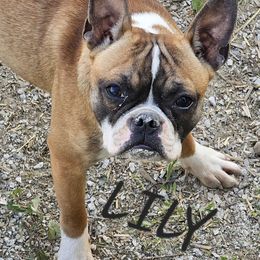 Lily - Boston Terrier