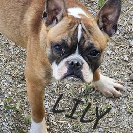 Lily - Boston Terrier