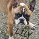 Lily
