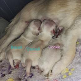 Cookie - Cream and white female Chihuahua puppy in Jacksonville, Florida from Precious Paws of Florida - Chihuahuas