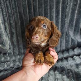RIVER - Chocolate and tan male Dachshund puppy in Swink, Oklahoma from Palali Farm