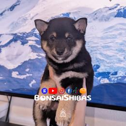 MILKY WAY - Black and tan male Shiba Inu puppy in Minnesota from BonsaiShibas