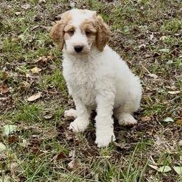Snickers - Parti male Goldendoodle puppy in Pensacola, Florida from Goldendoodles Love You in Pensacola Friend Edition