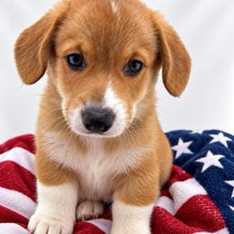 Purple : Dark blue ID boy 2 - Red male Pembroke Welsh Corgi puppy in Barling, Arkansas from Soaring Eagle Corgis