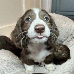 Dachshund Puppies from The Well Tempered Dachshund