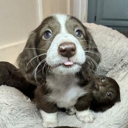 Dachshund Puppies from The Well Tempered Dachshund