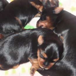 Yorkshire Terrier Puppies from Twilights Yorkies