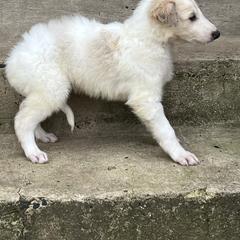 Fergus - Cream male Borzoi puppy in Clinton, Tennessee from Ivanhoe Borzoi