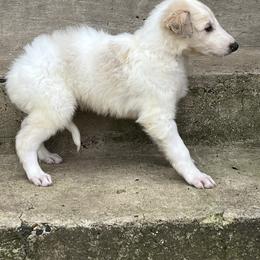 Fergus - Cream male Borzoi puppy in Clinton, Tennessee from Ivanhoe Borzoi