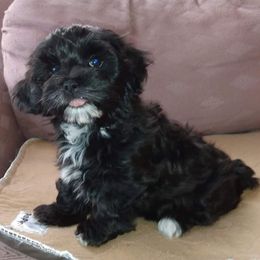 Havanese Puppies from Court Jester Havanese