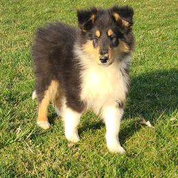 Collie Puppies from Daniel Moyer