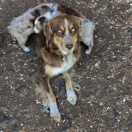 Reba - Australian Shepherd