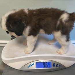 Abraham - Brown and white male Saint Bernard puppy in Clover, South Carolina from Sweetest Saints