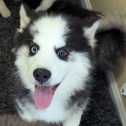 MxE B3 - Black and white male Pomsky puppy in Charlotte, Michigan from Moore Pomskies