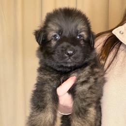 Orange - Sable male German Shepherd puppy in Tennessee from Chattanooga Tn German Shepherds