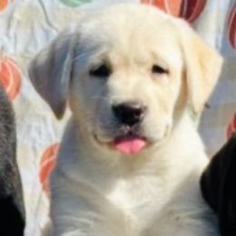 Yellow girl - Yellow female Labrador Retriever puppy in Jamestown, Ohio from Heartlands Quality Labrador Retrievers