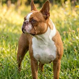 Rip - Boston Terrier