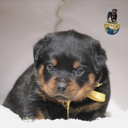 Nara - Black and mahogany female Rottweiler puppy in Uniontown, Alabama from CedarBluff Rottweilers