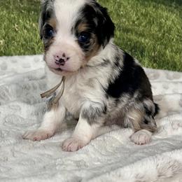 Cupid - male Australian Mountain Doodle puppy in Lincoln, Nebraska from GRand Doodles