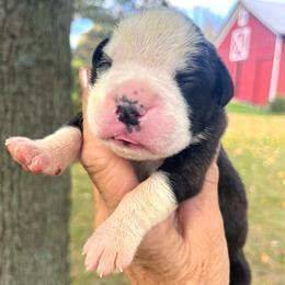 Flashy brindle girl 4  Panda - Brindle female Boxer puppy in Plainwell, Michigan from Hope's Beautiful Boxers