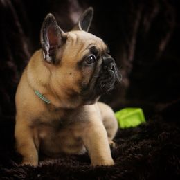 French Bulldog Puppies from Clay Bulldogs