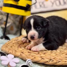 Pirate - Black & white male Miniature Australian Shepherd puppy in California from Eagle River Aussies