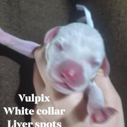 Vulpix (White collar) - White and liver brown female Dalmatian puppy in Raymondville, Missouri from Wagner's Dalmatian's