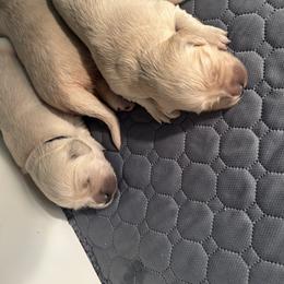 Golden Retriever Puppies from Tupelo Honey Farm's Golden Retrievers