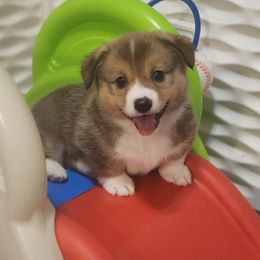 Pembroke Welsh Corgi Puppies from AW Corgis