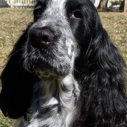 English Cocker Spaniels from Woodwyn Farm