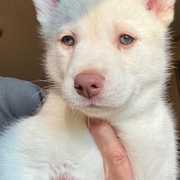 Spirit - White female Siberian Husky puppy in Walker, Louisiana from TRUHUSKY SIBERIANS
