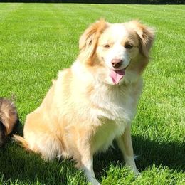 Birdie - Miniature Australian Shepherd