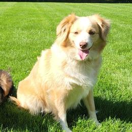 Birdie - Miniature Australian Shepherd
